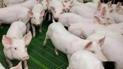 仔猪价格行情