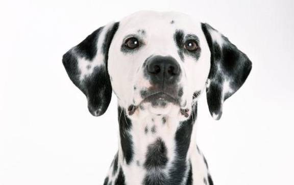 斑点狗多少价格合适?怎么挑选纯种的斑点狗?不懂就来看看吧<strong></p>
<p>狗币的今日价格</strong>!