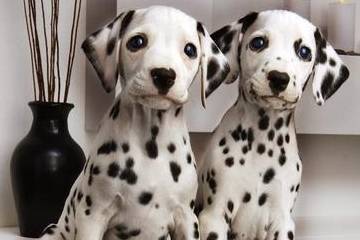 斑点狗多少价格合适?怎么挑选纯种的斑点狗?不懂就来看看吧<strong></p>
<p>狗币的今日价格</strong>!