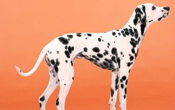 斑点狗多少价格合适?怎么挑选纯种的斑点狗?不懂就来看看吧<strong></p>
<p>狗币的今日价格</strong>!