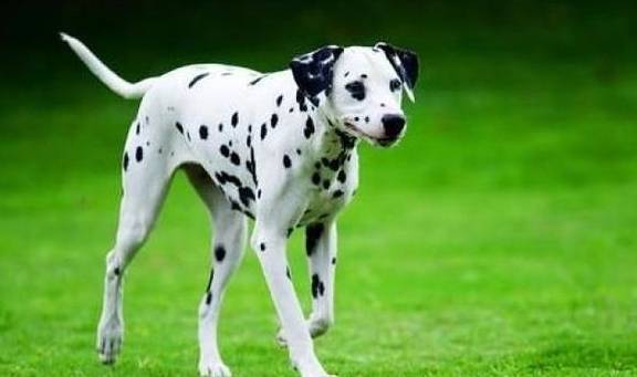 斑点狗多少价格合适?怎么挑选纯种的斑点狗?不懂就来看看吧<strong></p>
<p>狗币的今日价格</strong>!