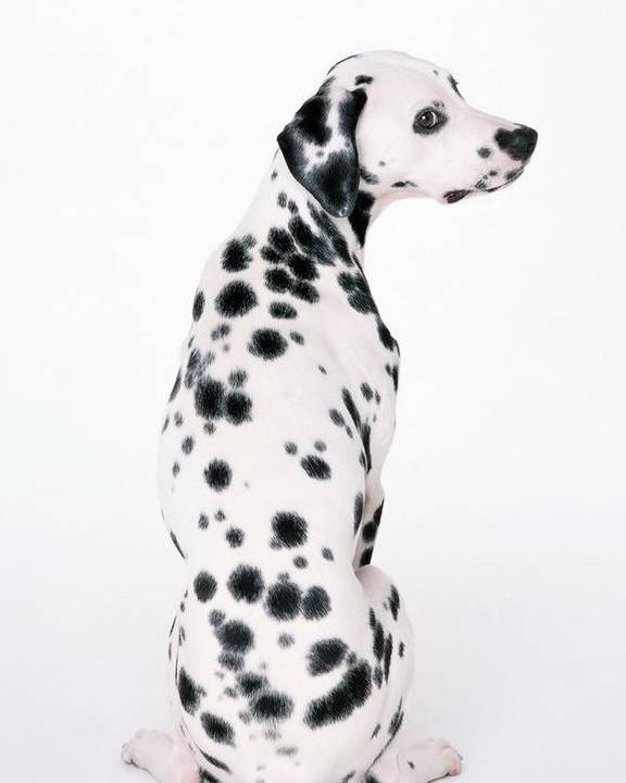 斑点狗多少价格合适?怎么挑选纯种的斑点狗?不懂就来看看吧<strong></p>
<p>狗币的今日价格</strong>!