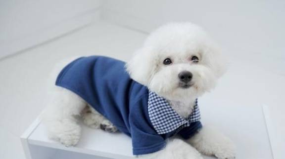 盘点八种常见宠物狗的价格<strong></p>
<p>狗币的今日价格</strong>，你买贵了吗？