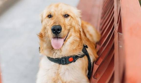 盘点八种常见宠物狗的价格<strong></p>
<p>狗币的今日价格</strong>，你买贵了吗？