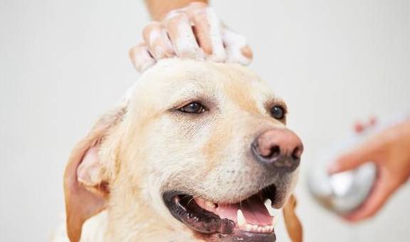 盘点八种常见宠物狗的价格<strong></p>
<p>狗币的今日价格</strong>，你买贵了吗？