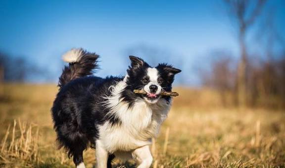 盘点八种常见宠物狗的价格<strong></p>
<p>狗币的今日价格</strong>，你买贵了吗？