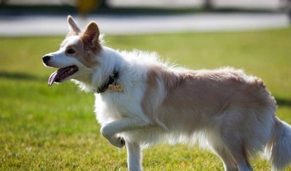 盘点八种常见宠物狗的价格<strong></p>
<p>狗币的今日价格</strong>，你买贵了吗？