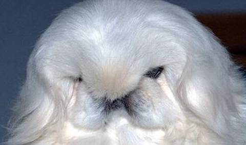 中国最贵的狗<strong></p>
<p>狗币的今日价格</strong>，鹰叭犬王大帝，价格高达7位数