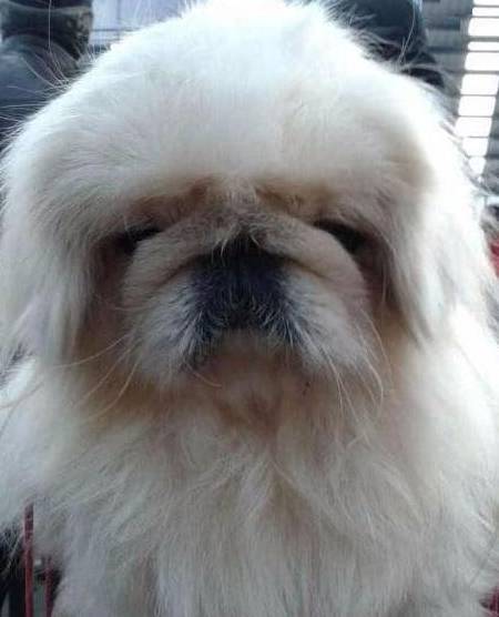 中国最贵的狗<strong></p>
<p>狗币的今日价格</strong>，鹰叭犬王大帝，价格高达7位数