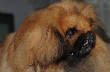 中国最贵的狗<strong></p>
<p>狗币的今日价格</strong>，鹰叭犬王大帝，价格高达7位数