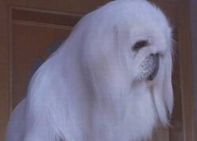 中国最贵的狗<strong></p>
<p>狗币的今日价格</strong>，鹰叭犬王大帝，价格高达7位数