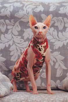 价格昂贵的喵星人<strong></p>
<p>狗币的今日价格</strong>，简直是行走的人民币，此种价格最离谱