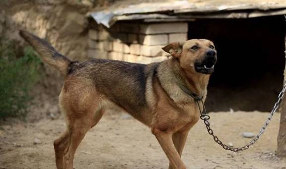 农村最霸气的7种狗，如今价格一万多，第一种太难找！