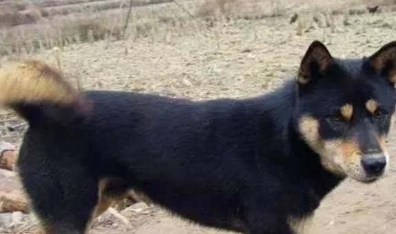 农村最霸气的7种狗<strong></p>
<p>狗币的今日价格</strong>，如今价格一万多，第一种太难找！