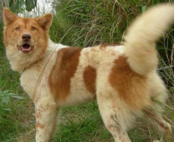 农村最霸气的7种狗<strong></p>
<p>狗币的今日价格</strong>，如今价格一万多，第一种太难找！