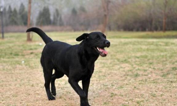 农村最霸气的7种狗<strong></p>
<p>狗币的今日价格</strong>，如今价格一万多，第一种太难找！