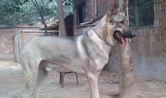 农村最霸气的7种狗<strong></p>
<p>狗币的今日价格</strong>，如今价格一万多，第一种太难找！