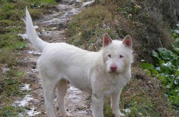 农村最霸气的7种狗<strong></p>
<p>狗币的今日价格</strong>，如今价格一万多，第一种太难找！