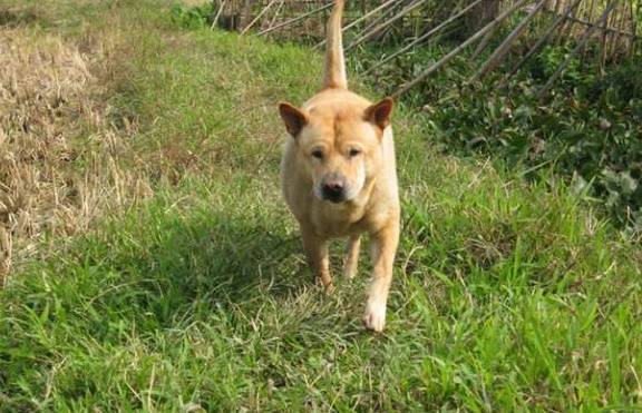 农村最霸气的7种狗<strong></p>
<p>狗币的今日价格</strong>，如今价格一万多，第一种太难找！