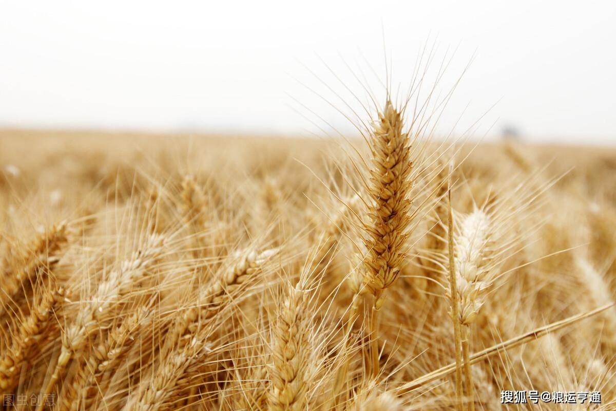 今日小麦价格行情<strong></p>
<p>比特币价格今日行情</strong>！8月10日