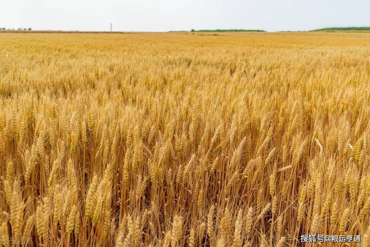 今日最新小麦价格行情<strong></p>
<p>比特币价格今日行情</strong>！8月27日