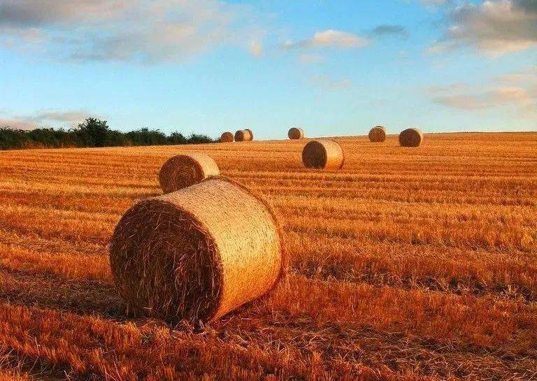 最新，今日全国尿素价格行情，2022年10月19日