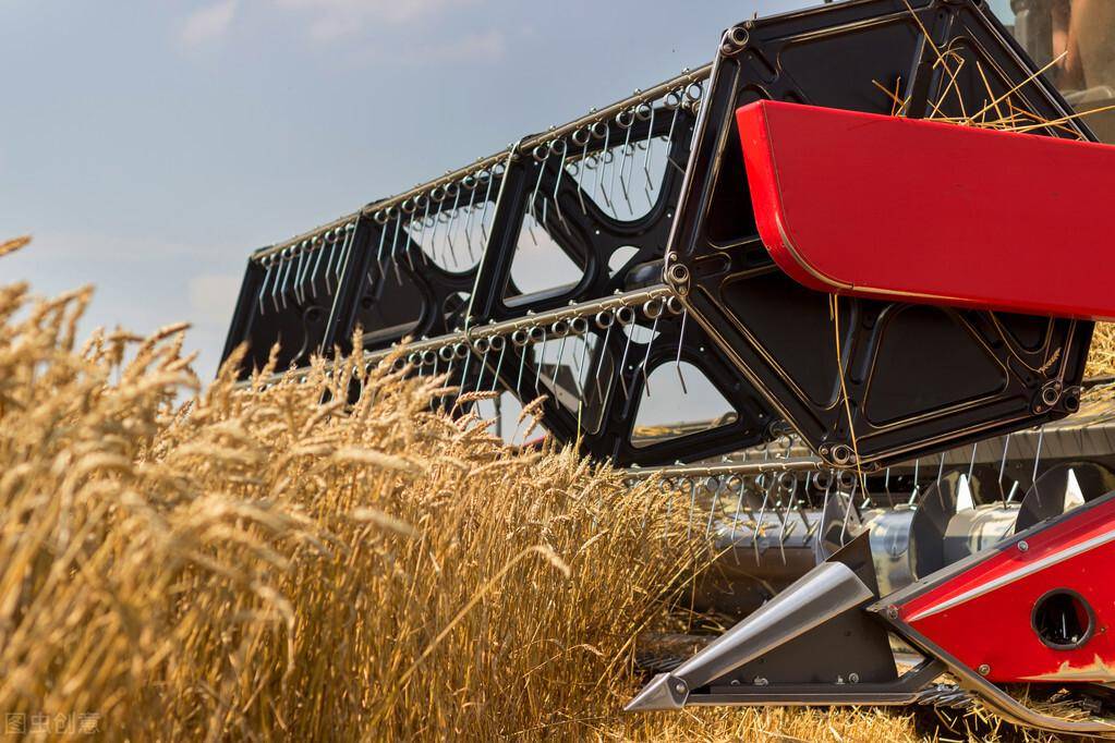 （2022年1月1日）今日小麦价格行情