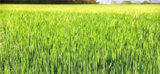 最新<strong></p>
<p>比特币价格今日行情</strong>！今日全国尿素价格行情！2022年9月3日