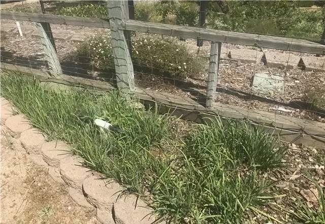 5年骗走百亿！傍上马斯克的中国骗子<strong></p>
<p>炒币的网站</strong>，越活越嚣张