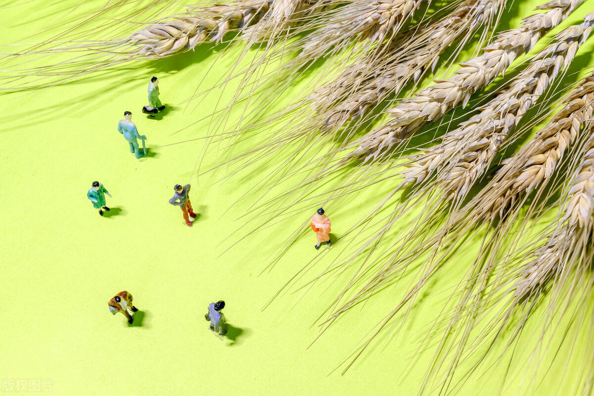 粮食概念第一股,种子市占率行业第1,Q3两款社保同时加仓,股票放量