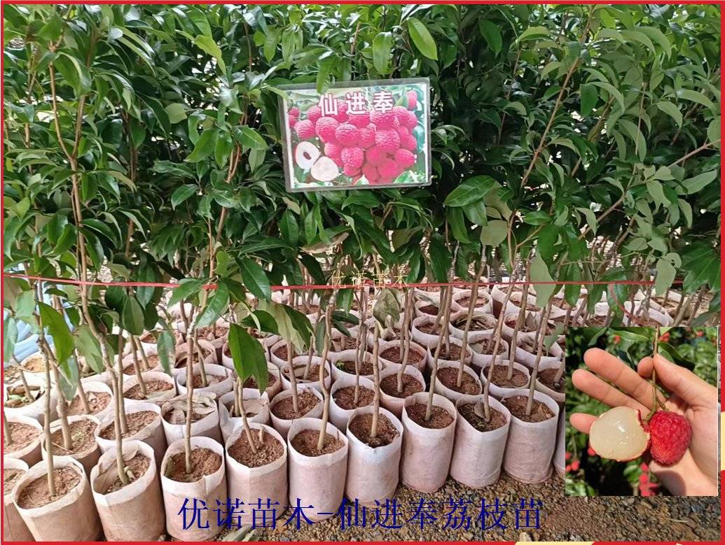 仙进奉荔枝苗新上市的荔枝品种广东仙进奉荔枝
