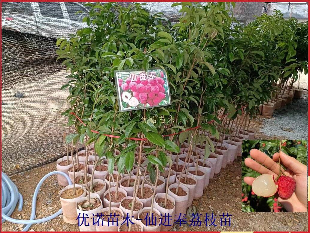 仙进奉荔枝苗新上市的荔枝品种广东仙进奉荔枝