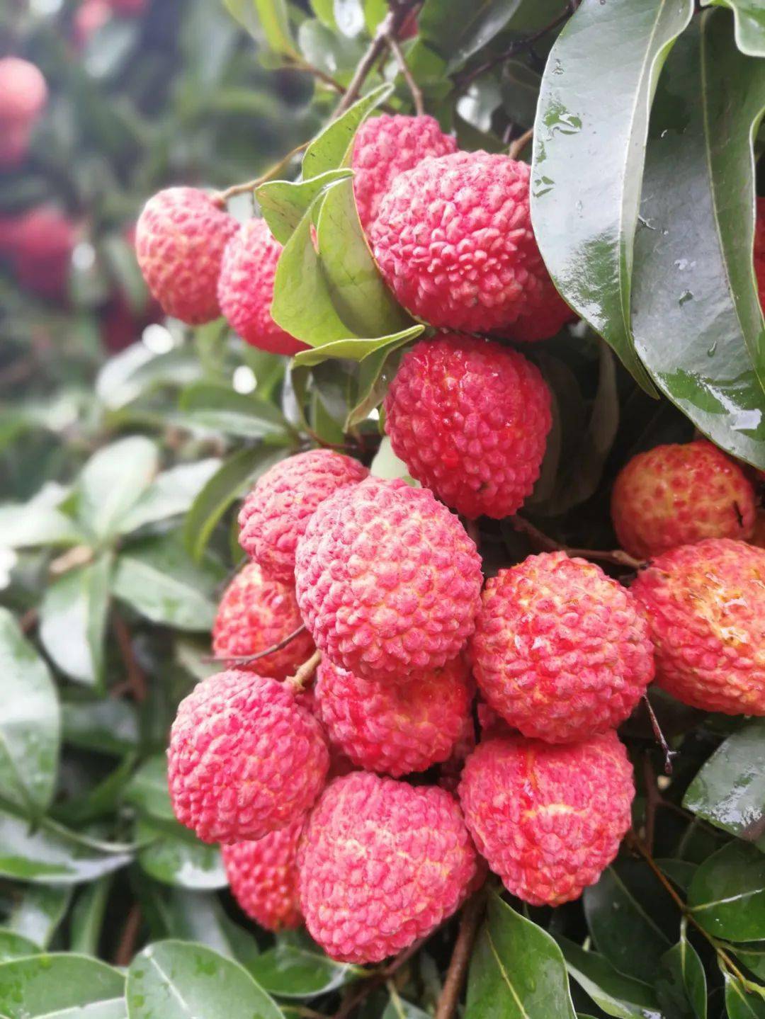 仙进奉荔枝苗新上市的荔枝品种广东仙进奉荔枝