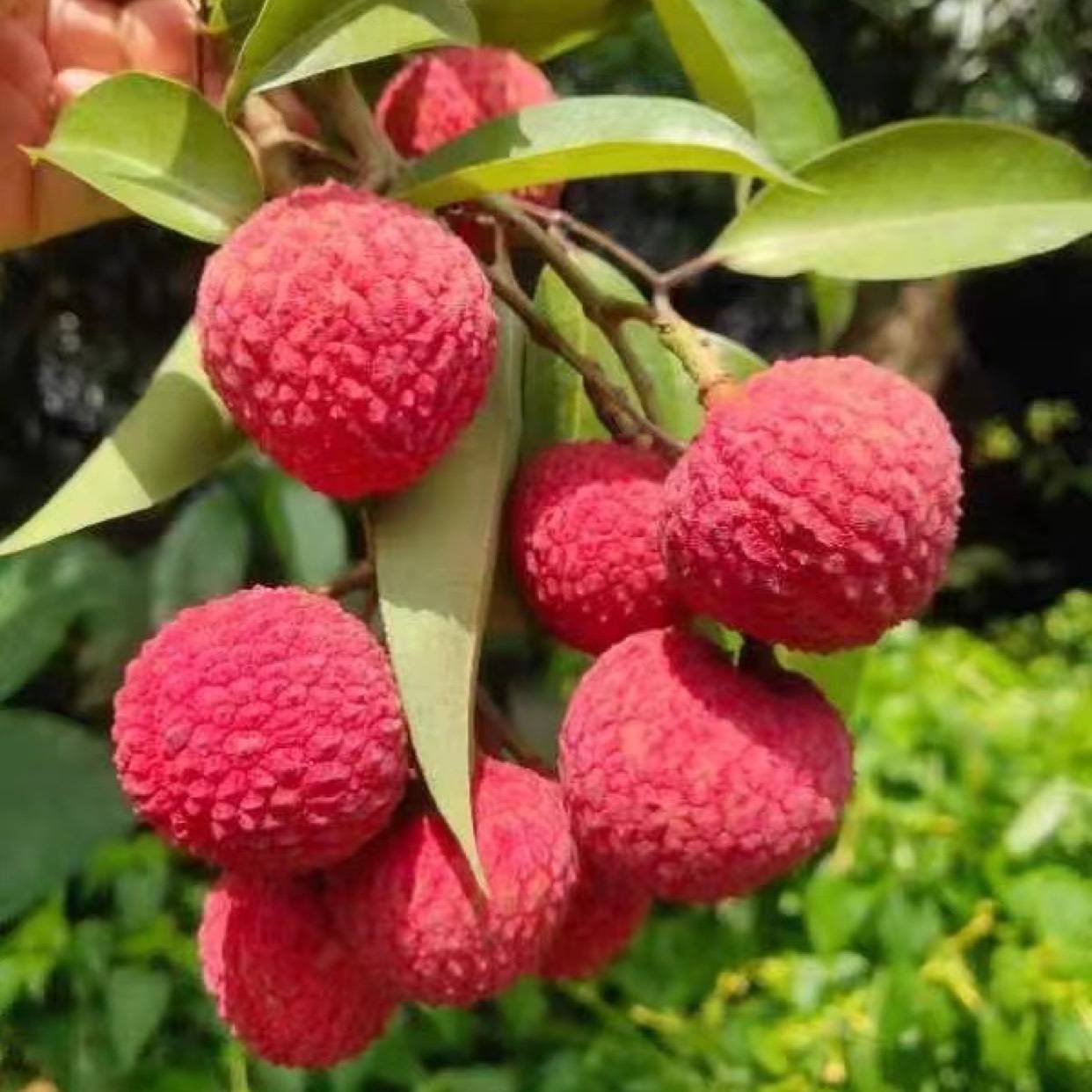 仙进奉荔枝苗新上市的荔枝品种广东仙进奉荔枝