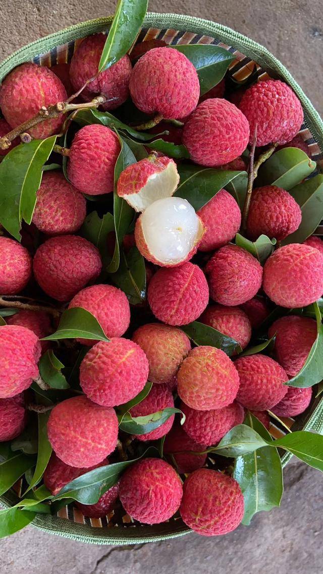 仙进奉荔枝苗新上市的荔枝品种广东仙进奉荔枝