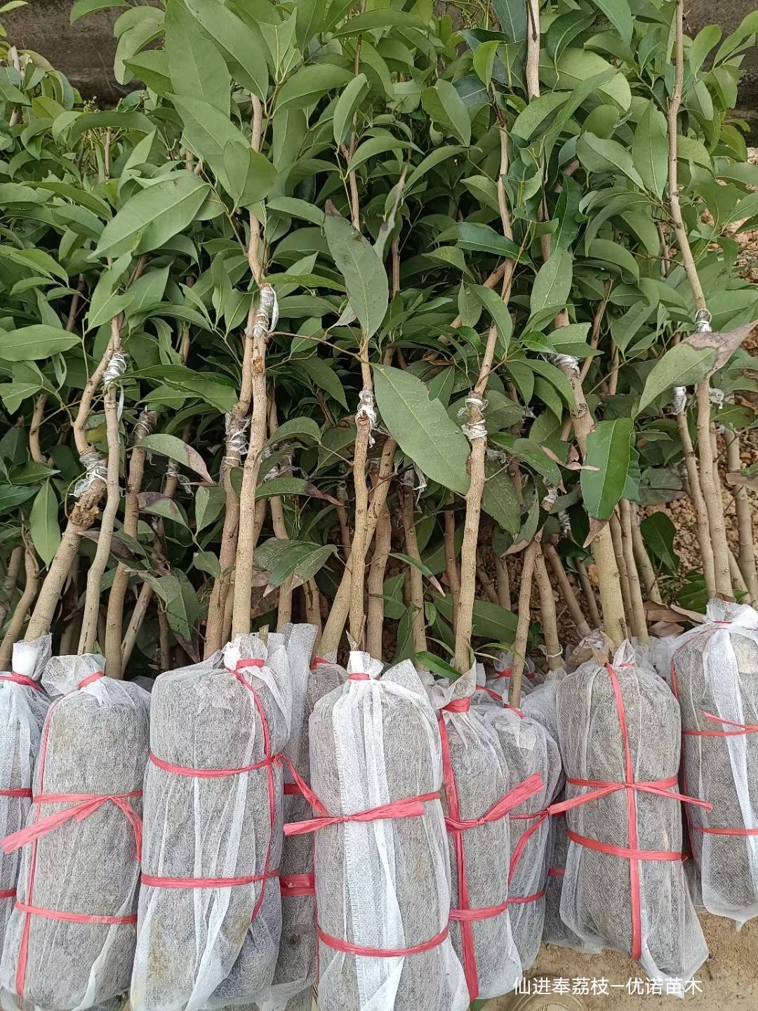 仙进奉荔枝苗新上市的荔枝品种广东仙进奉荔枝