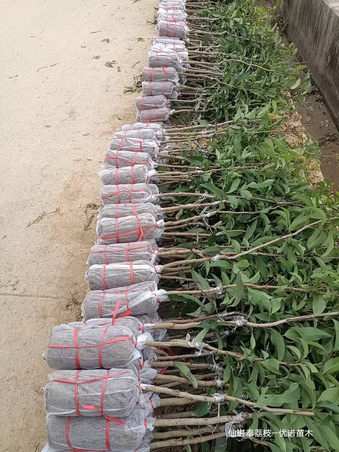 仙进奉荔枝苗新上市的荔枝品种广东仙进奉荔枝