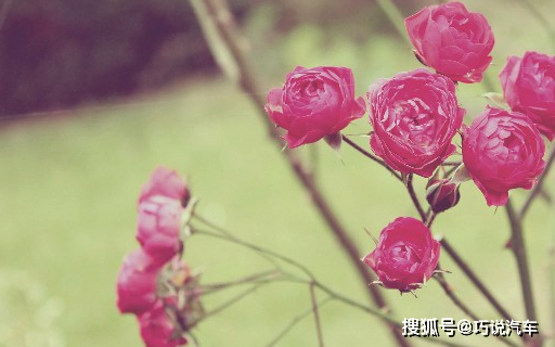 从今天开始吉运天降<strong></p>
<p>吉祥币今天的价格</strong>，狗年大发特发，富贵又吉祥的生肖