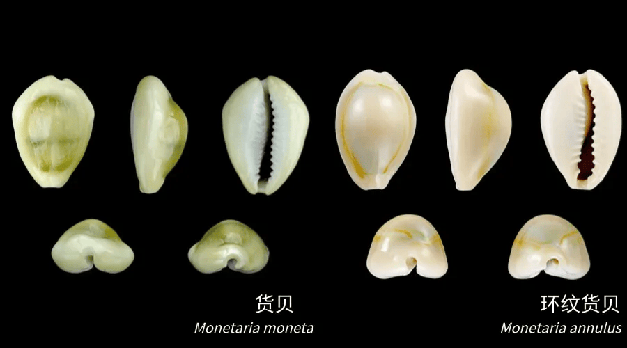古代用贝壳做货币<strong></p>
<p>电子货币是不是货币</strong>，是不是捧把蚬子扇贝蛤蜊穿越回去就成富翁了？