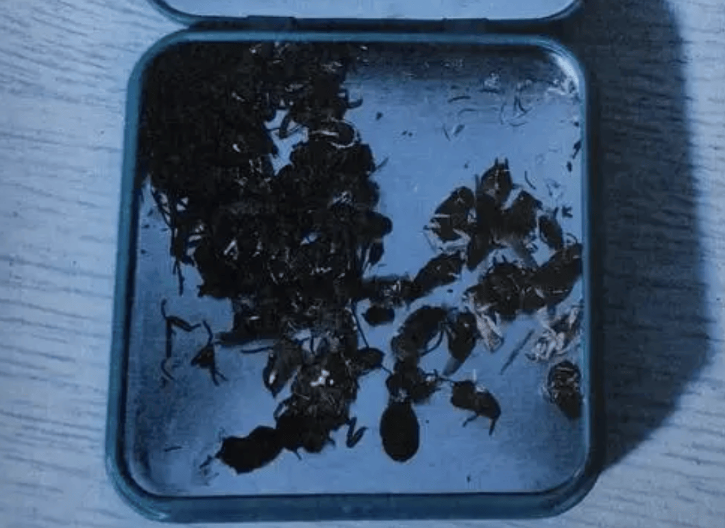 打两碗蘸料<strong></p>
<p>每天送色币的网址</strong>，吃一碗毁一碗！女子投虫敲诈火锅店更多细节曝光