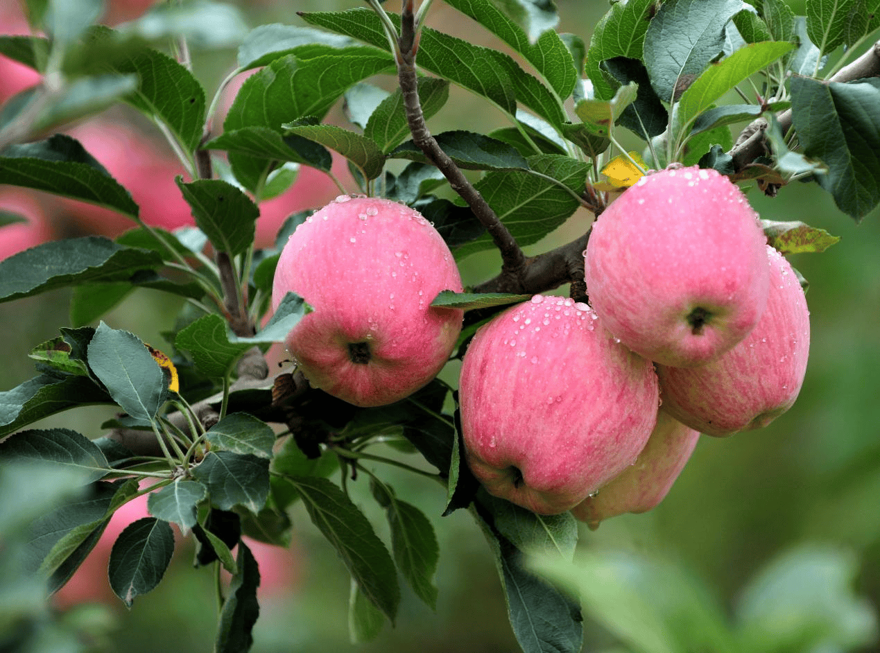 “含糖量”极高<strong></p>
<p>币投国际交易中心</strong>!解锁“北方水果公园”山西万荣的甜蜜