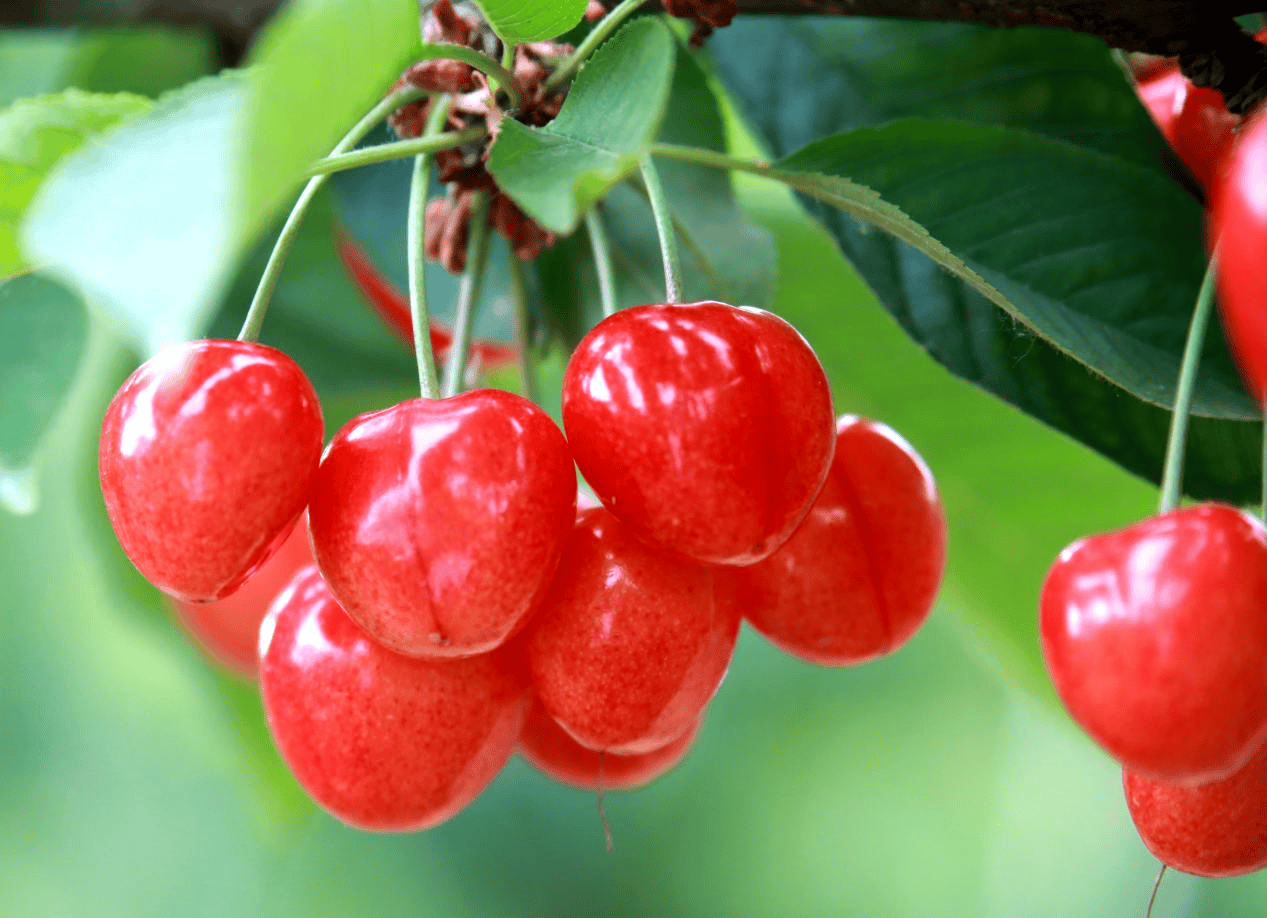 “含糖量”极高<strong></p>
<p>币投国际交易中心</strong>!解锁“北方水果公园”山西万荣的甜蜜