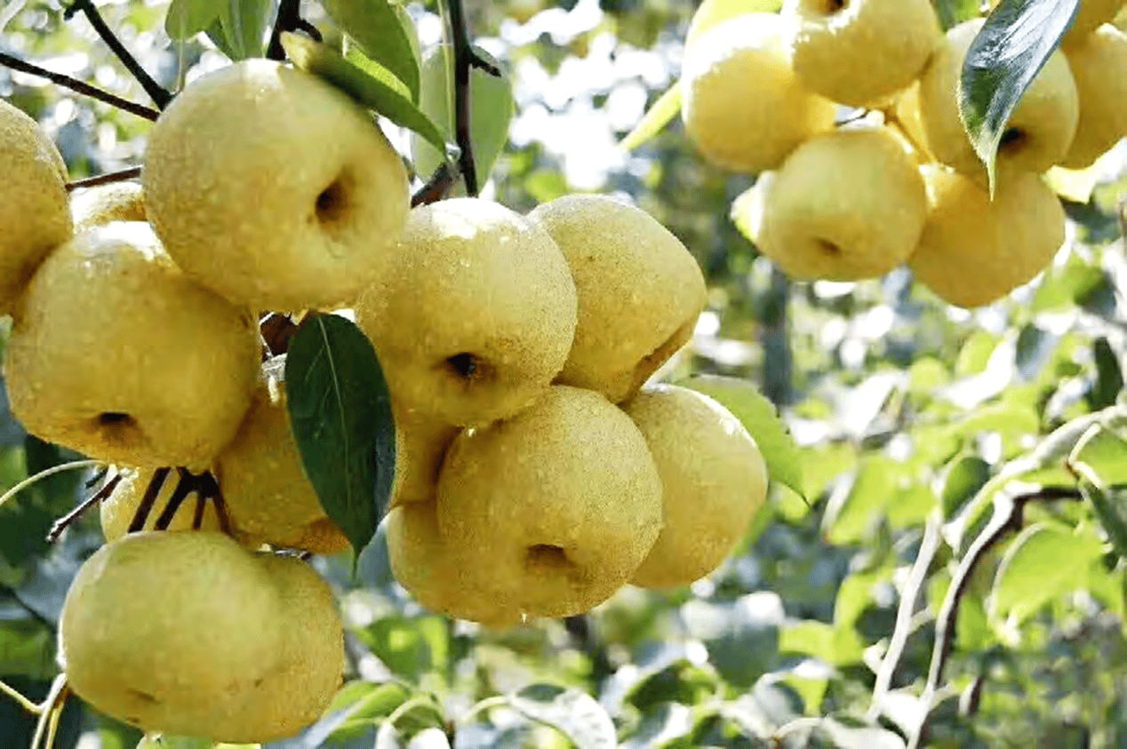 “含糖量”极高<strong></p>
<p>币投国际交易中心</strong>!解锁“北方水果公园”山西万荣的甜蜜