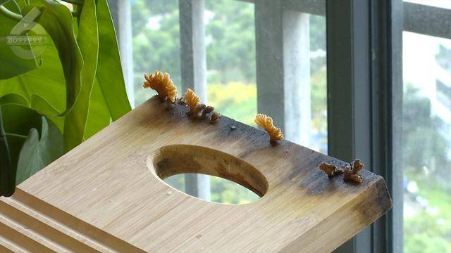 “可以蒸蛋”！昆明一女子家中搓衣板上长菌<strong></p>
<p>其他货币资金保证金</strong>，品种竟是……