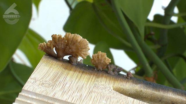 “可以蒸蛋”！昆明一女子家中搓衣板上长菌<strong></p>
<p>其他货币资金保证金</strong>，品种竟是……