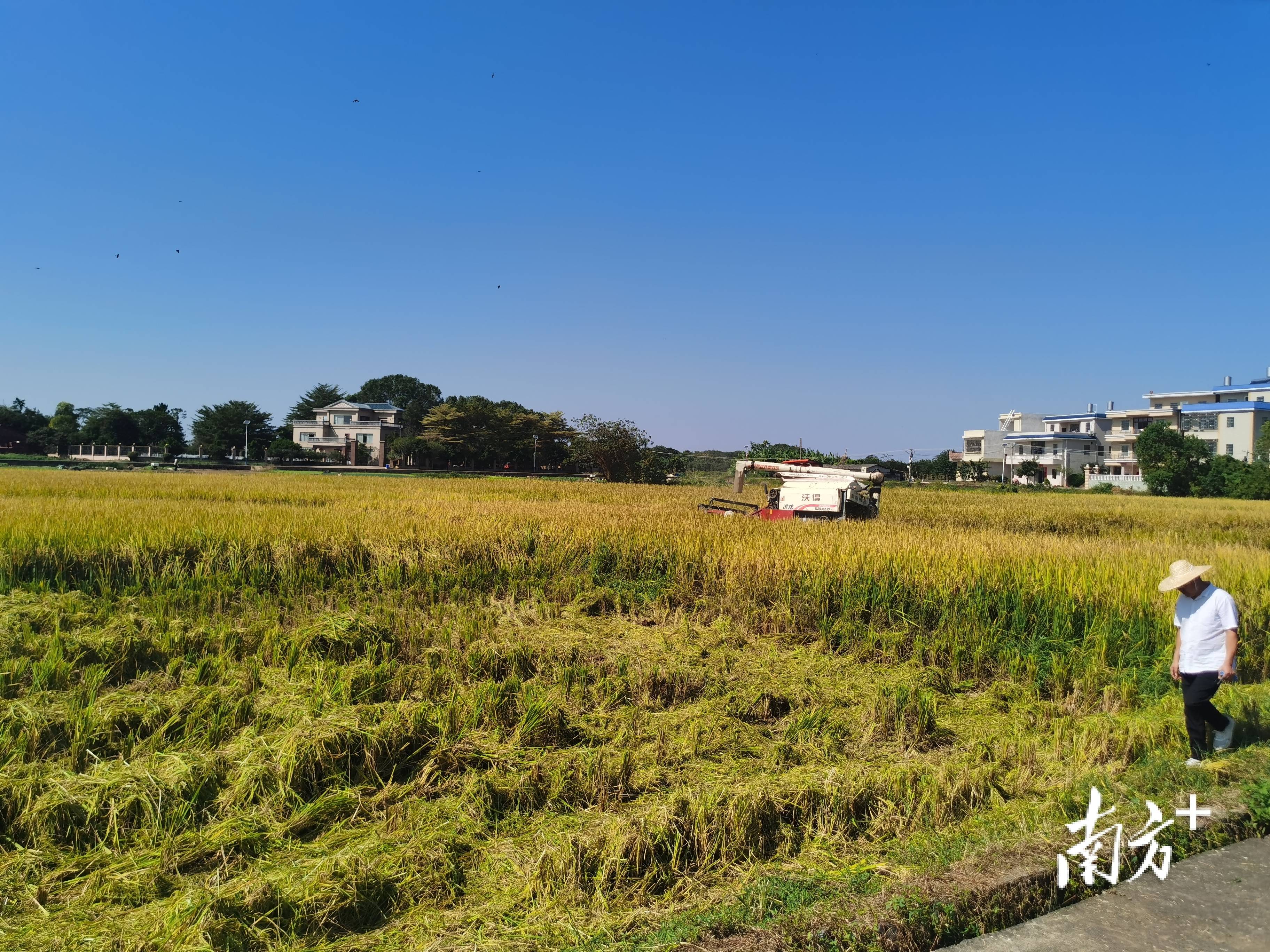 周年亩产1446.18公斤！梅州兴宁引进华农技术，创双季丝苗香米高产纪录