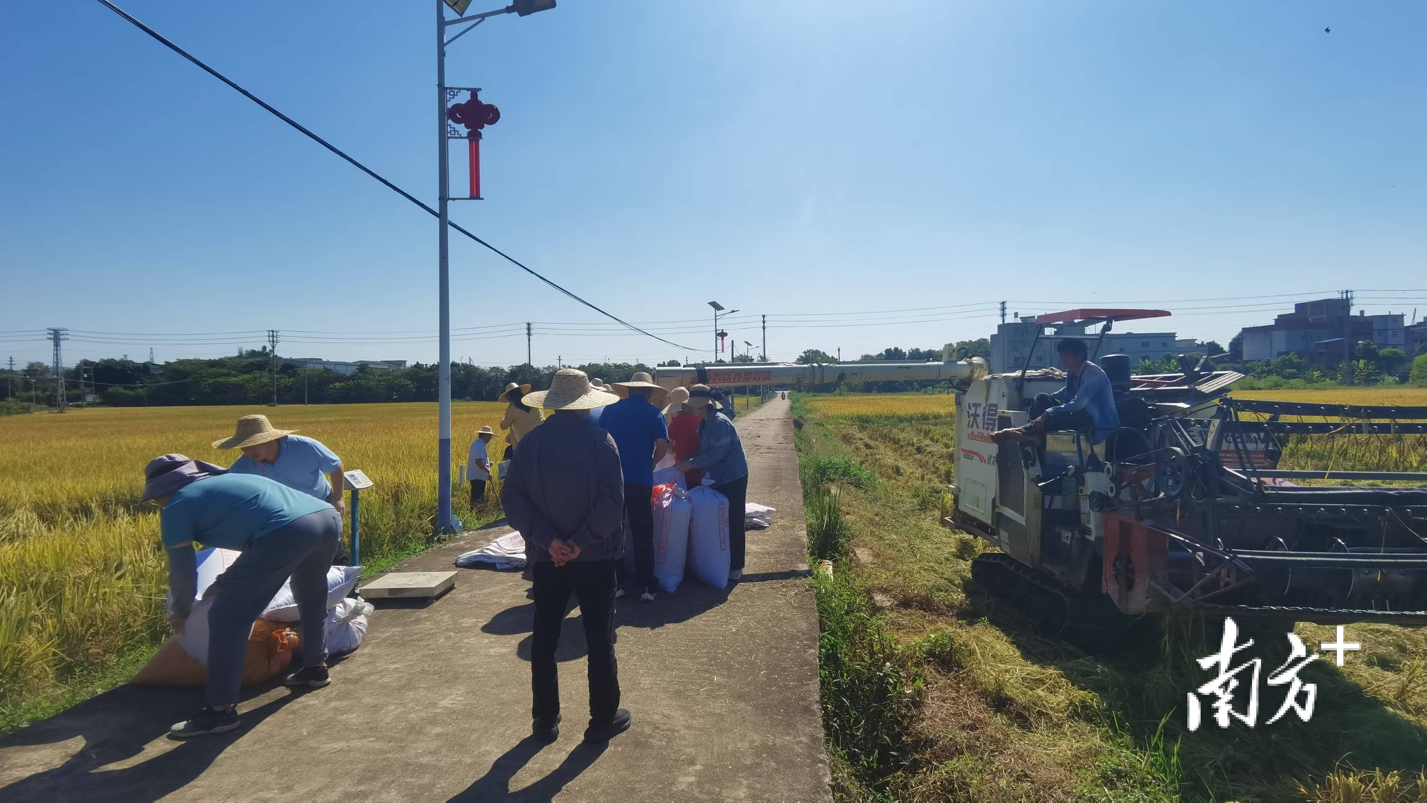 周年亩产1446.18公斤！梅州兴宁引进华农技术<strong></p>
<p>土耳其货币货币贬值</strong>，创双季丝苗香米高产纪录