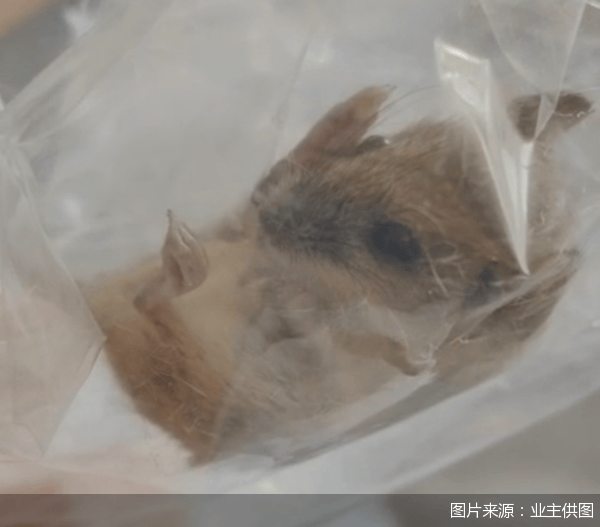 老鼠乱窜、直饮水发黄<strong></p>
<p>炒币机器人有哪些</strong>，北京业主千万元买的和锦诚园居然是这样