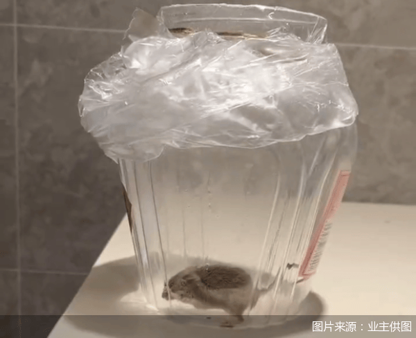 老鼠乱窜、直饮水发黄<strong></p>
<p>炒币机器人有哪些</strong>，北京业主千万元买的和锦诚园居然是这样