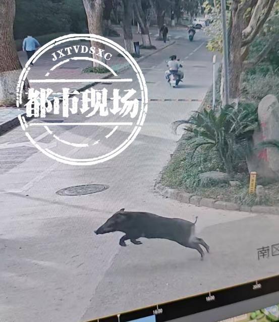 江西一高校惊现野猪<strong></p>
<p>币圈最新消息在哪里看</strong>,最后在食堂被成功抓获